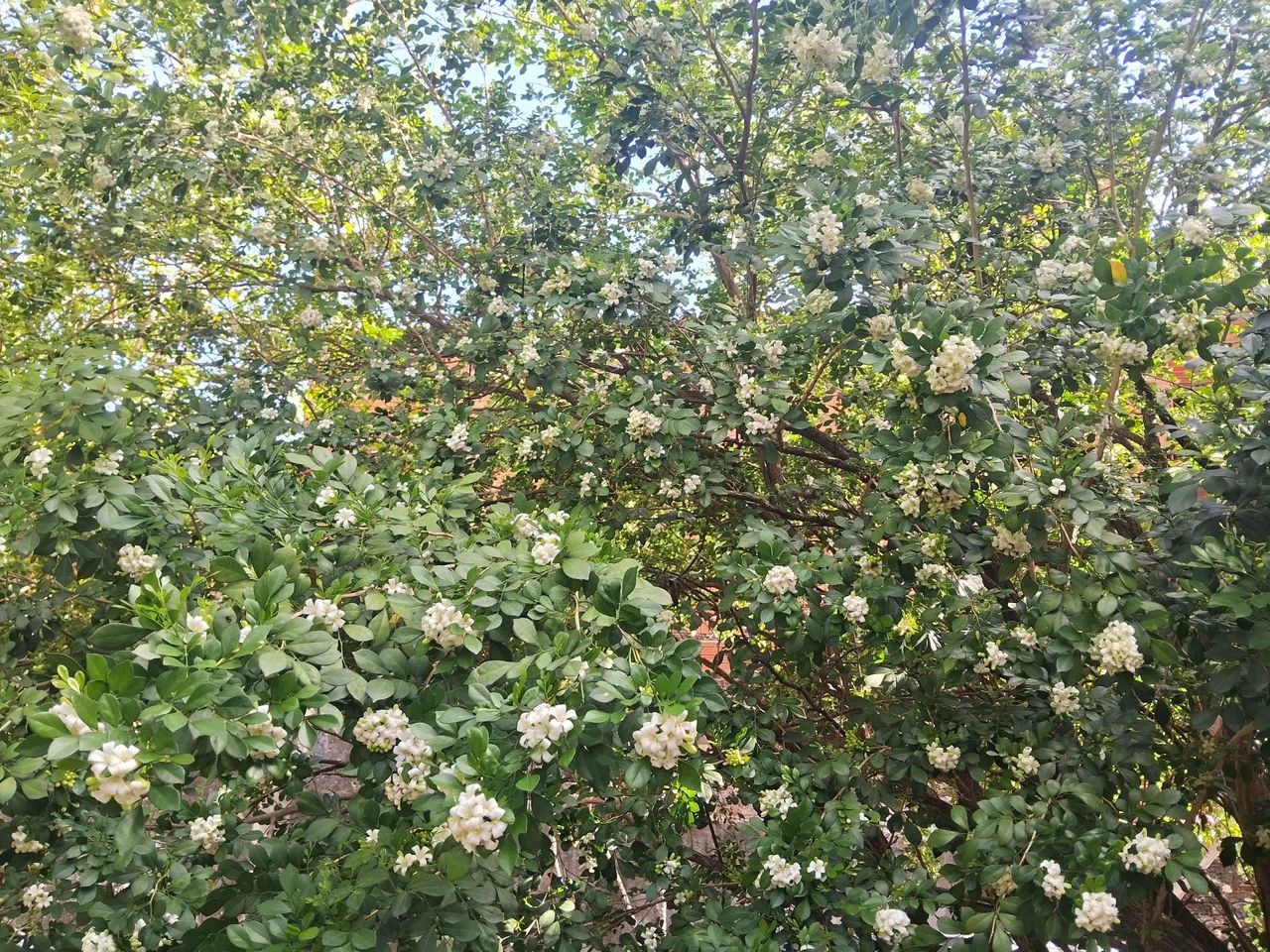 Mudas de jasmin - Foto 2