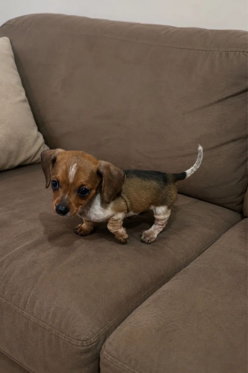 Daschshund - Foto 2