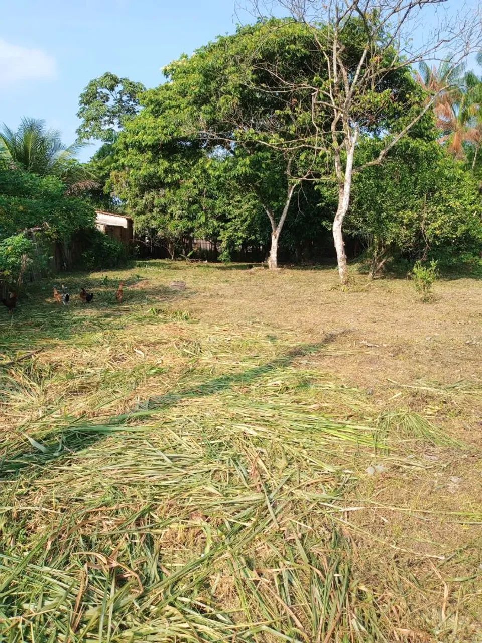 Terreno em pau darco