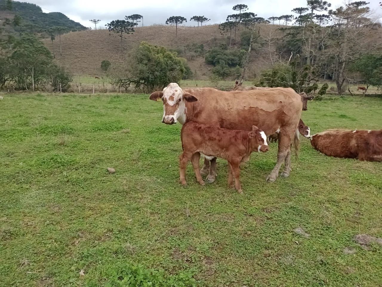 Area rural das mais lindas da região de Bom Retiro 