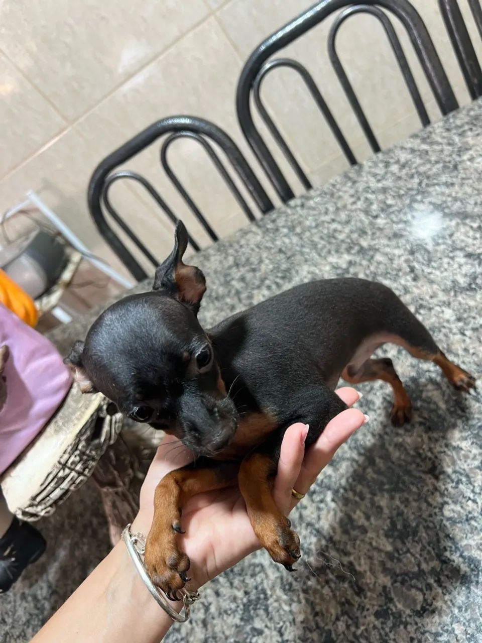 Pinscher zero - Foto 4