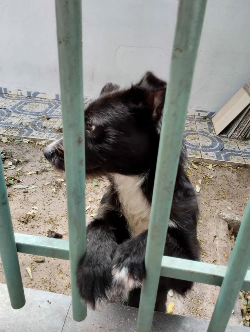 Doação de Cachorro filhote