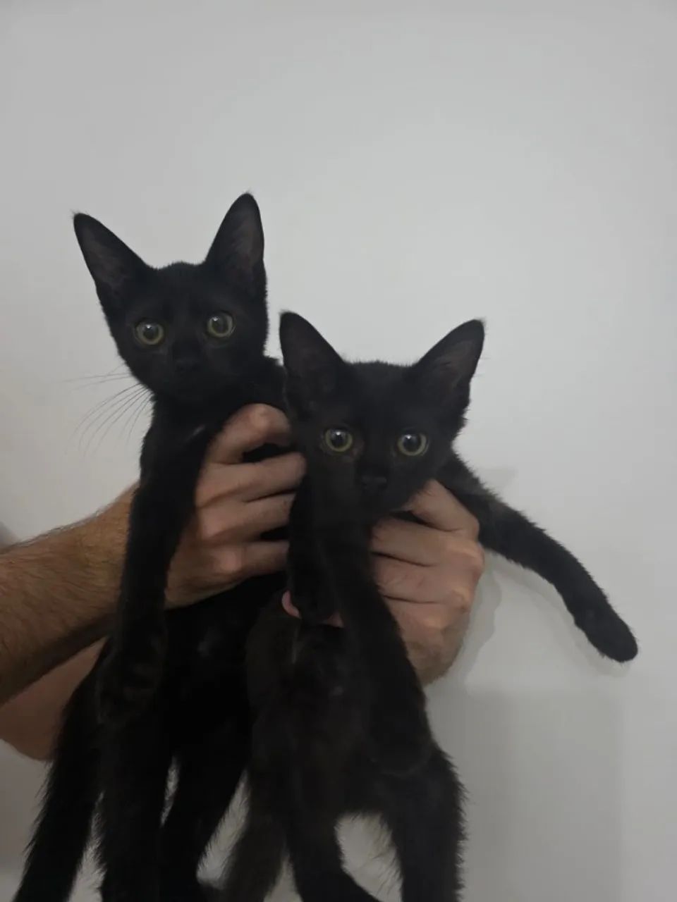 Gatos filhotes - Foto 2