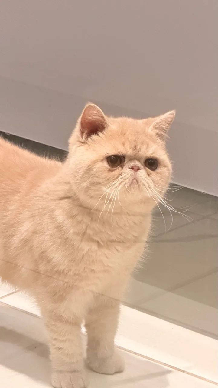 Gato persa