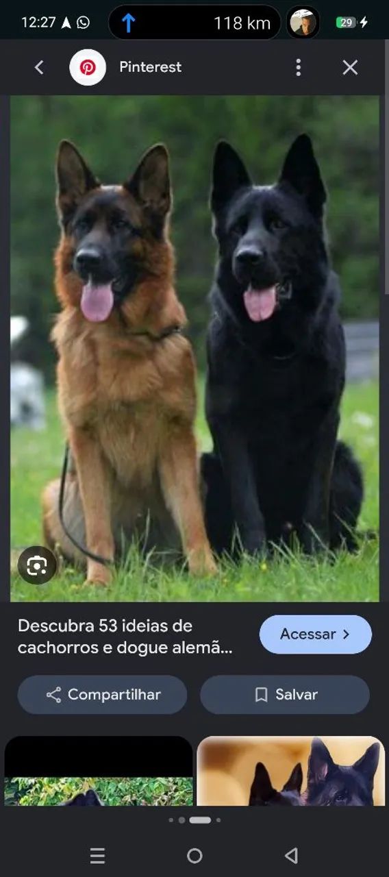 Pastor alemão - Foto 2