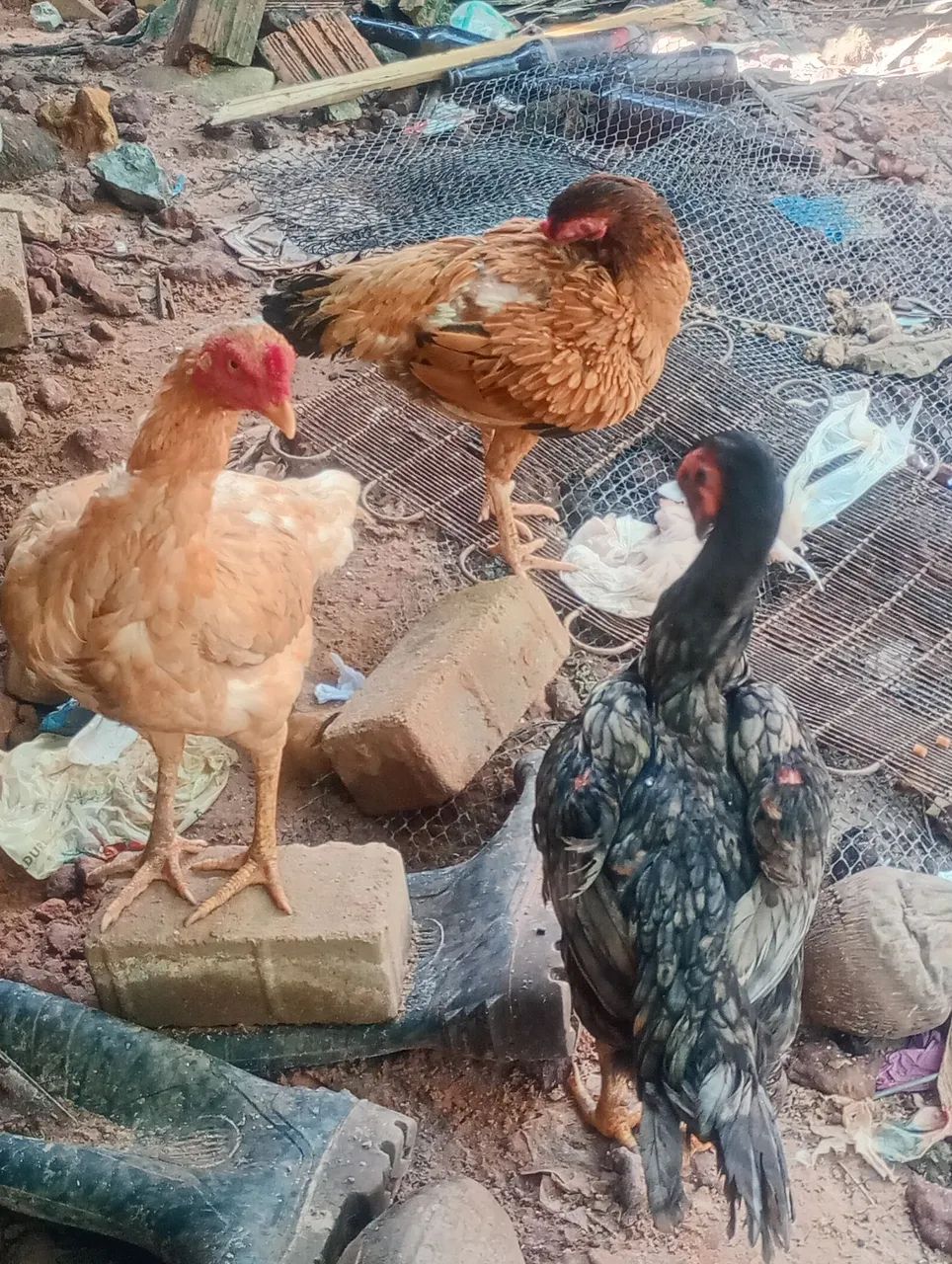 Galos e galinha - Foto 4