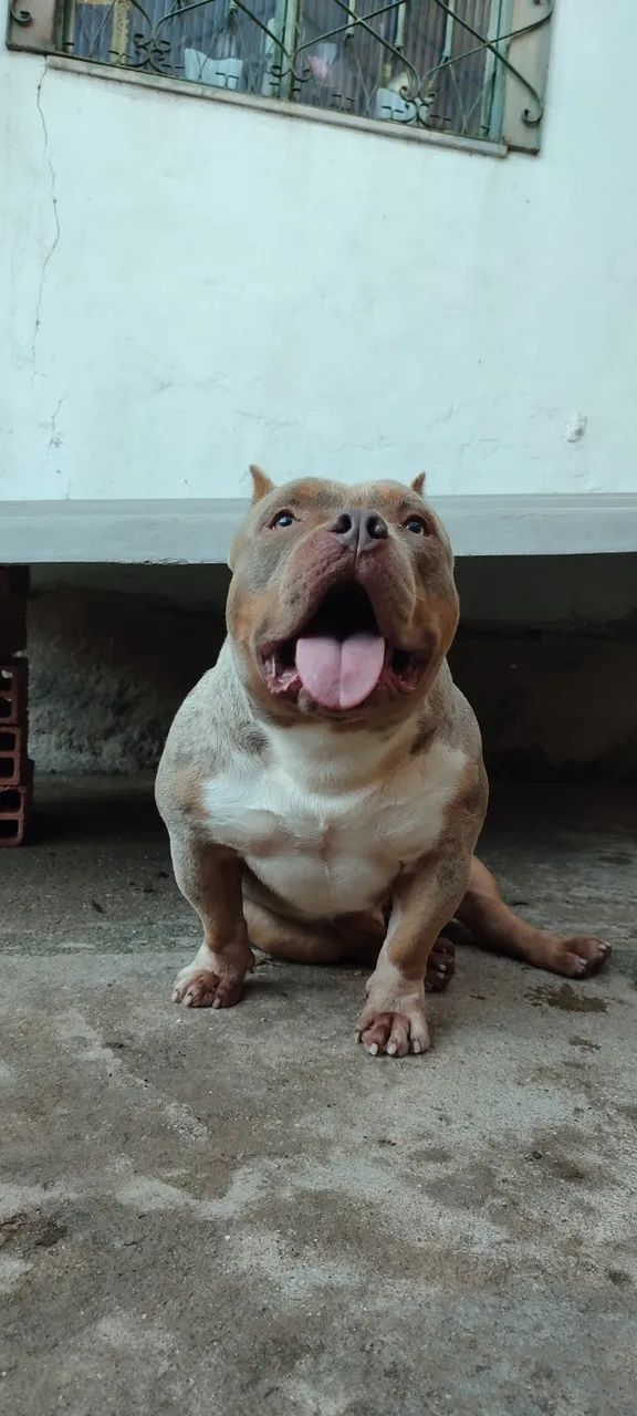 Exotic Bully - Foto 5