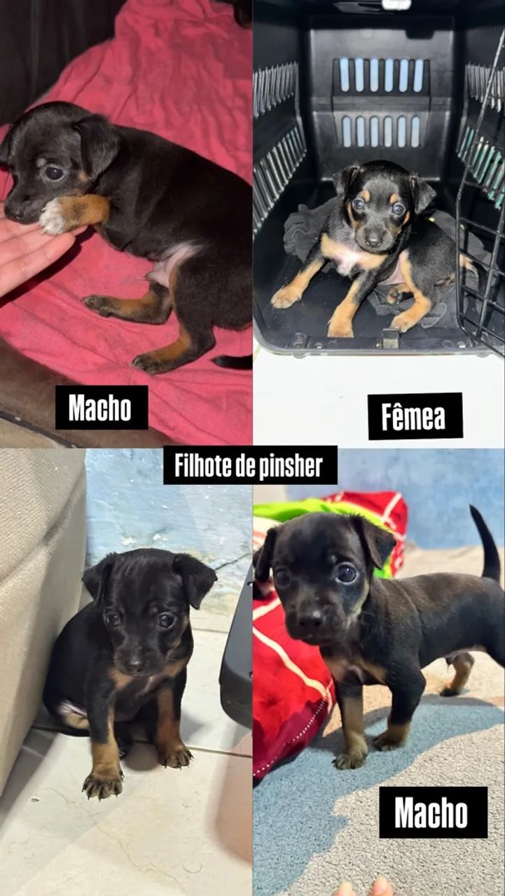 Filhotes de pinscher