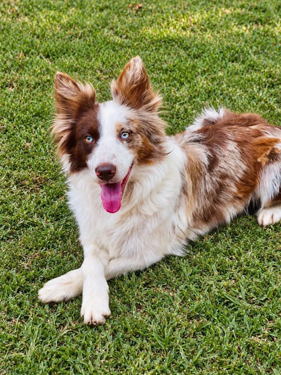 Border collie  - Foto 5