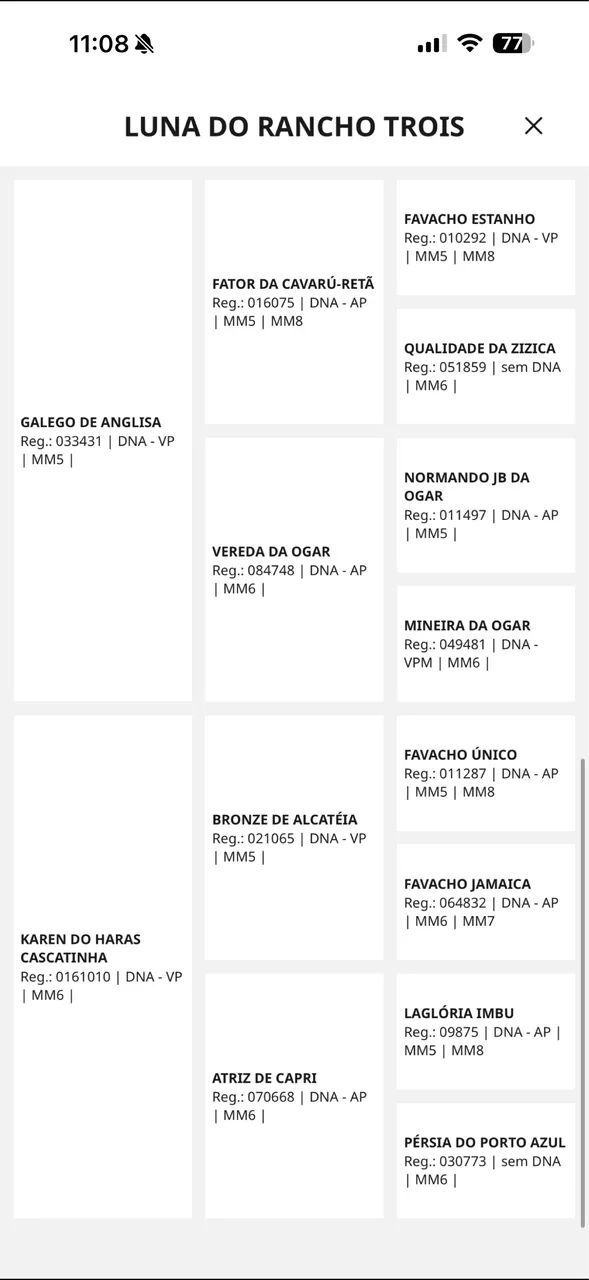 Égua mangalarga marchador com registro  - Foto 3