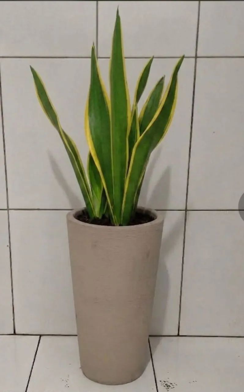 Vaso com santa barbara