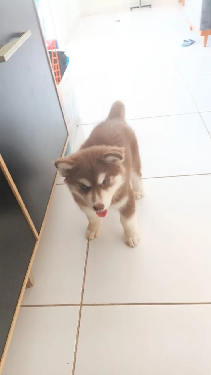 Vende - se Husky 