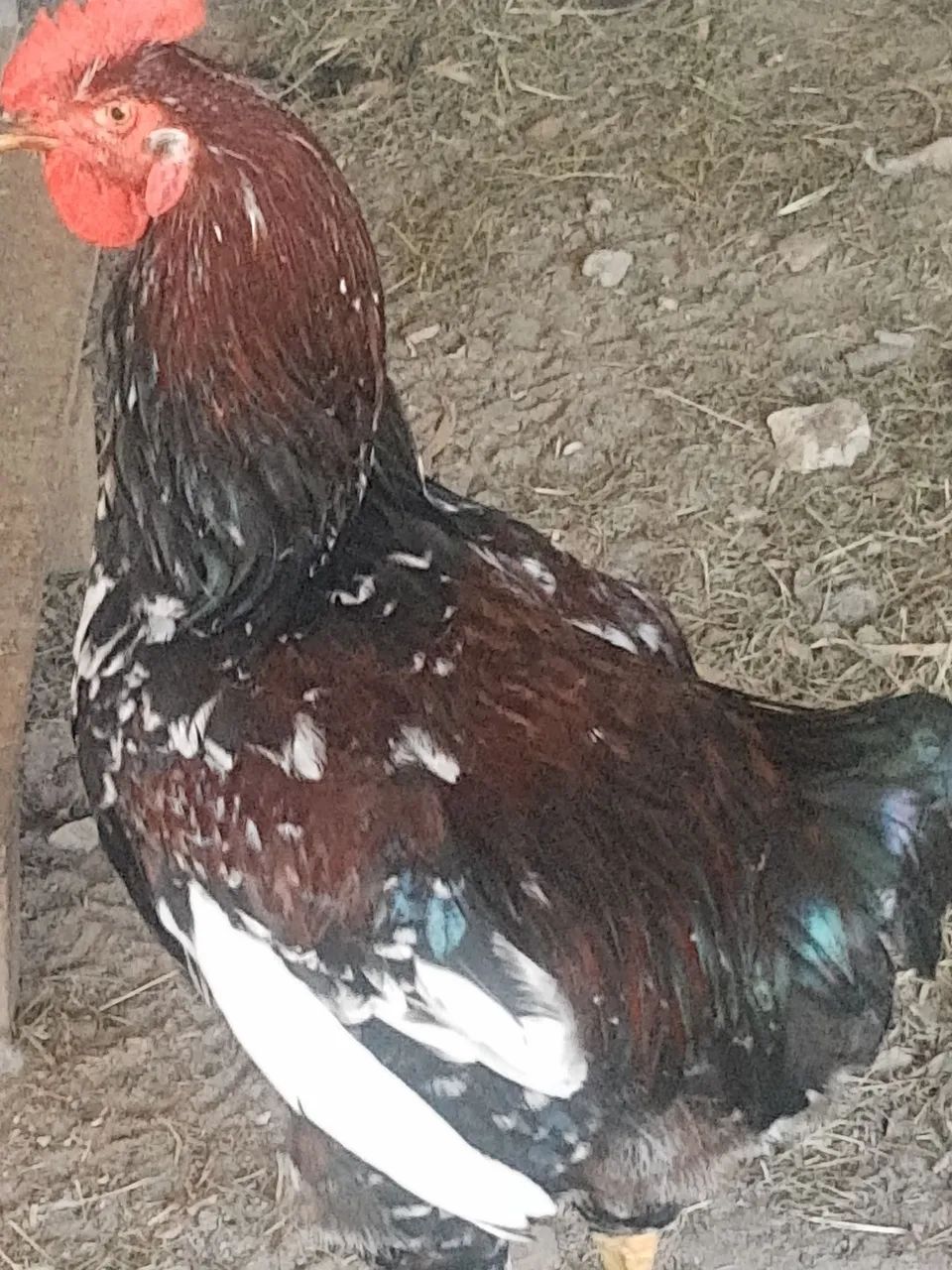 Frango GSB Exemplar de boa Genética com  105 dias de nascido  R$ 200,00 - Foto 4