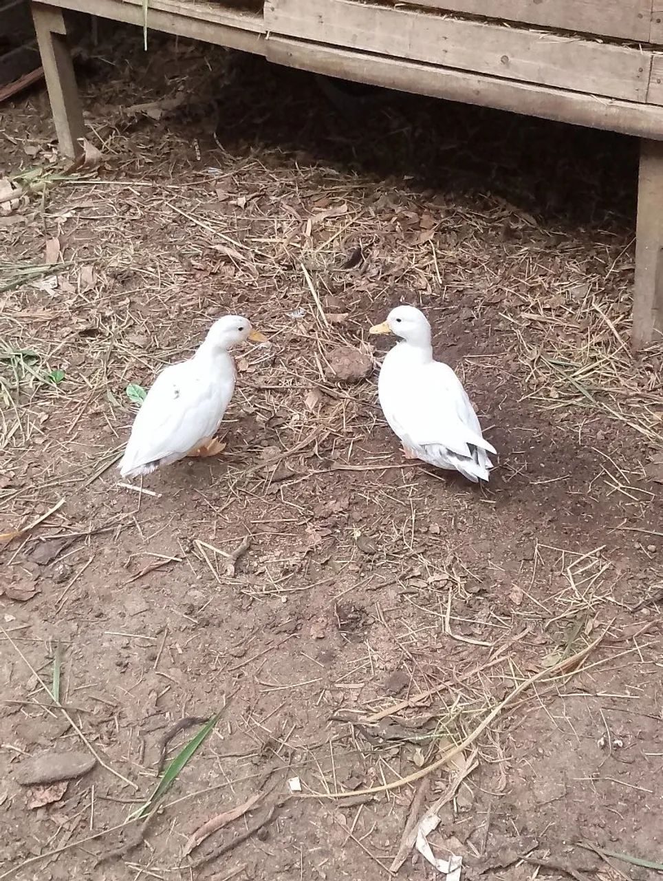 Casal Mini cool  - Foto 2