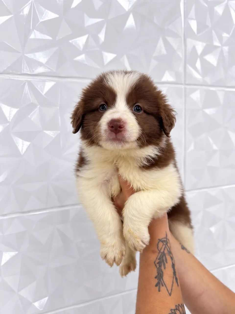 Border Collie - Genética de alto padrão e com pedigree  - Foto 4