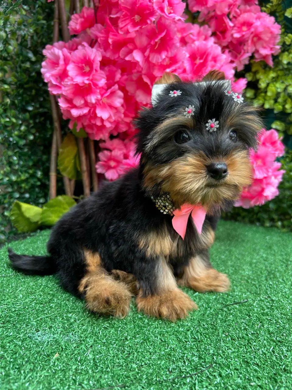 Yorshire Terrier  - Foto 3