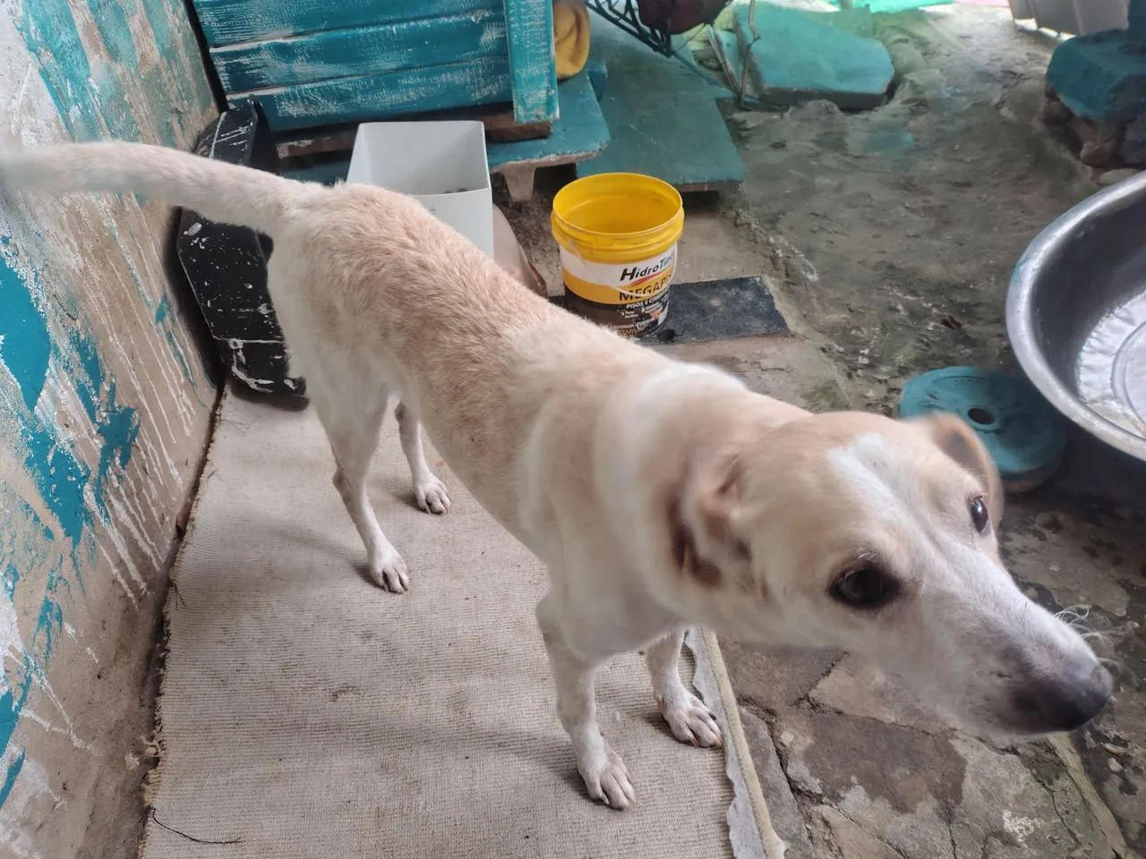 Cachorra pra doação - Foto 5