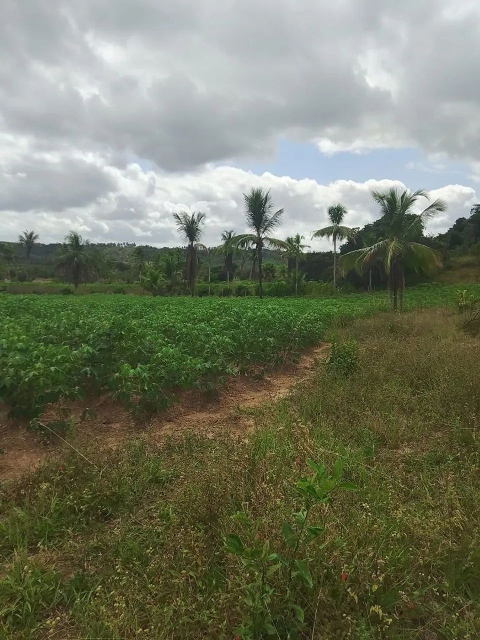 Vende-se e troca este terreno medindo 7 tarefas 