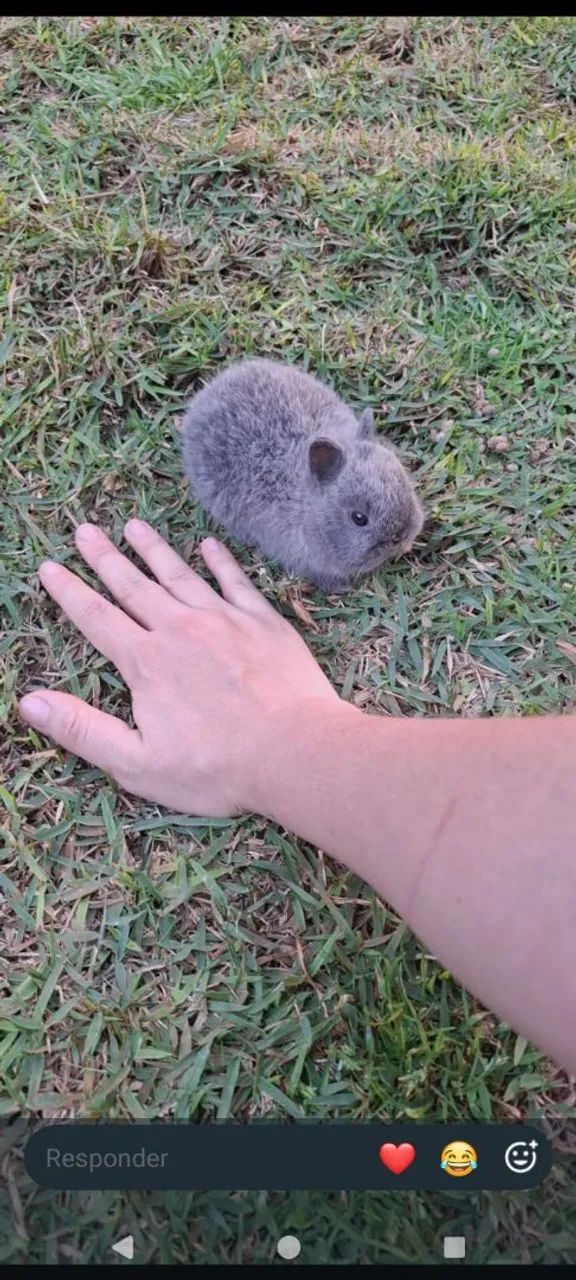 Mini coelhos  - Foto 3