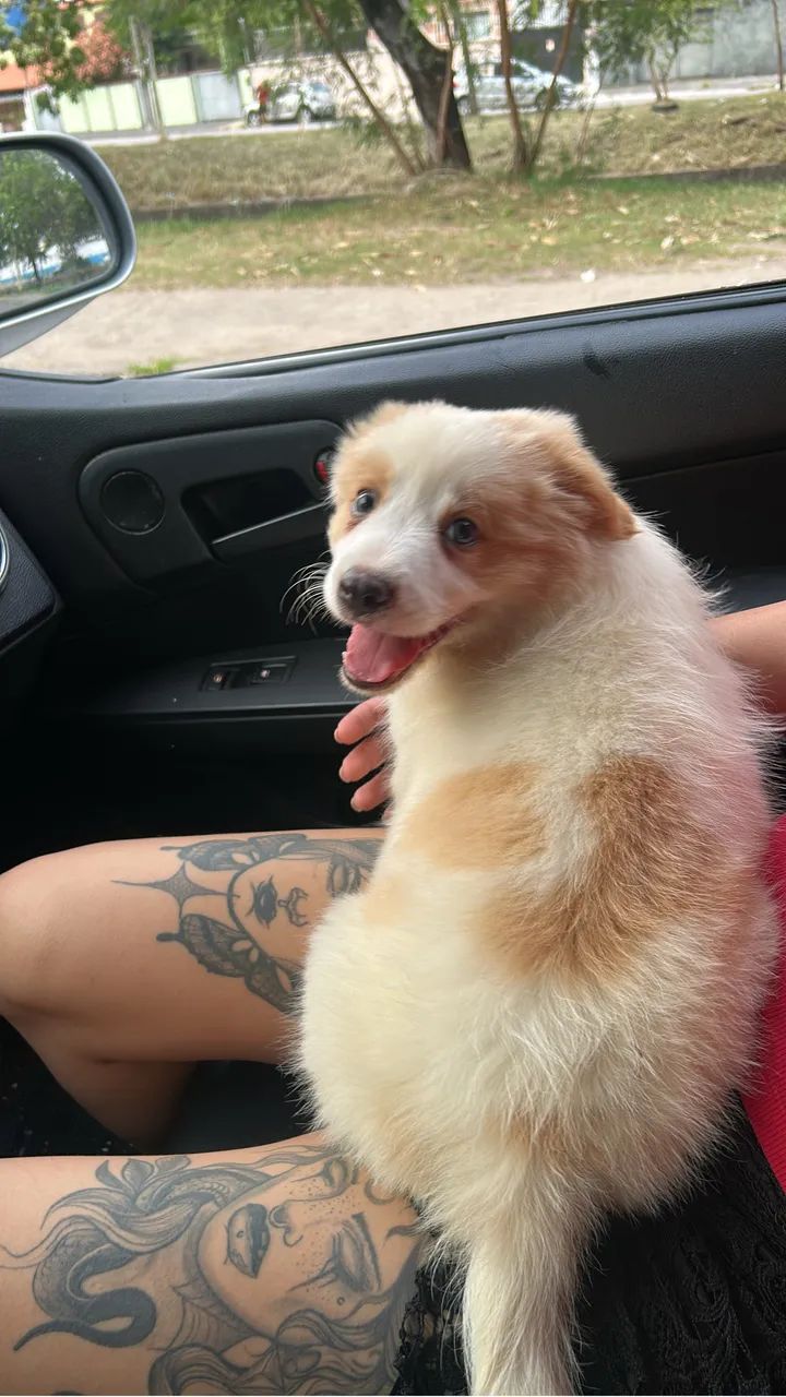 Filhote de Border collie (vermelho australiano) - Foto 3