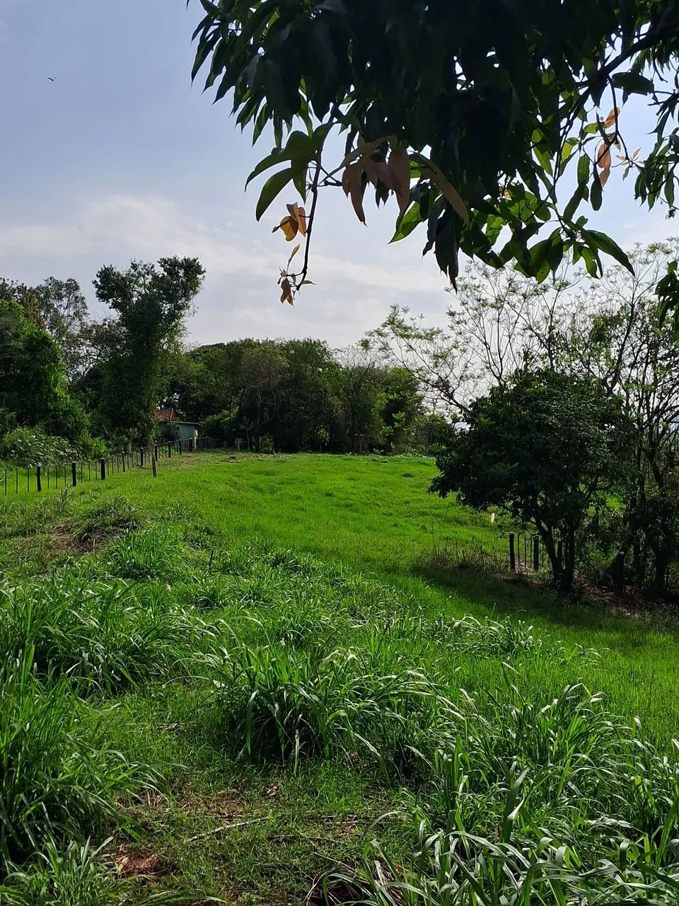 Chácara  - Foto 5