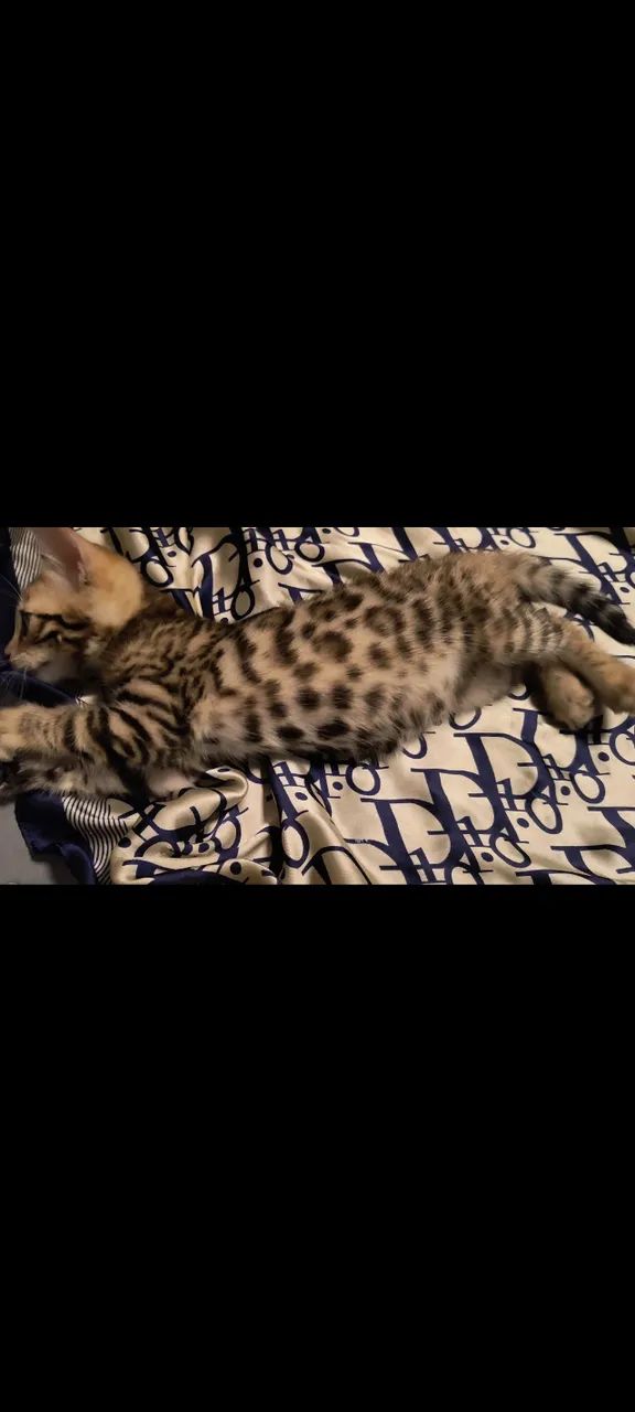 Gatinhos Bengal - Foto 3