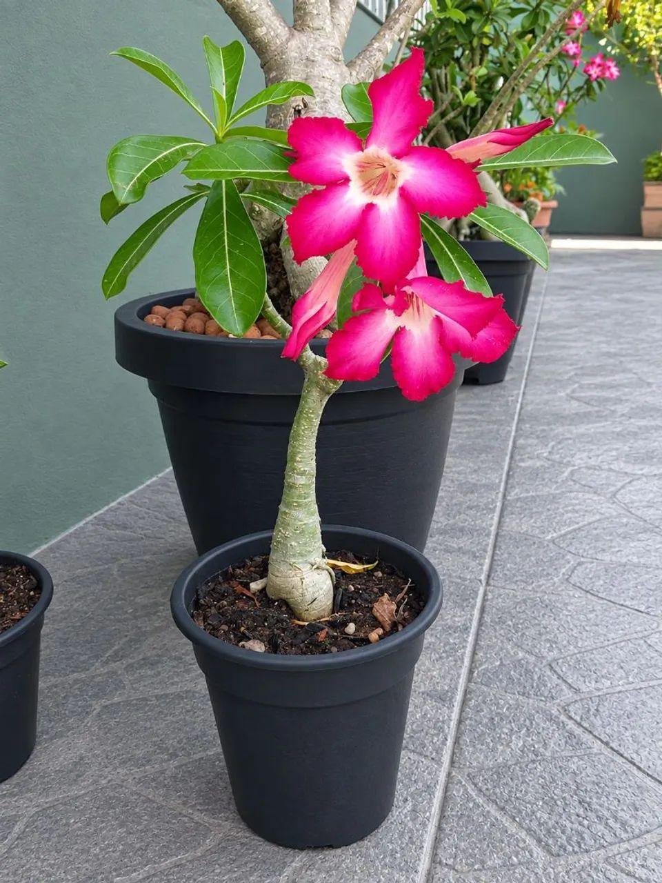 Rosa do Deserto  - Foto 5