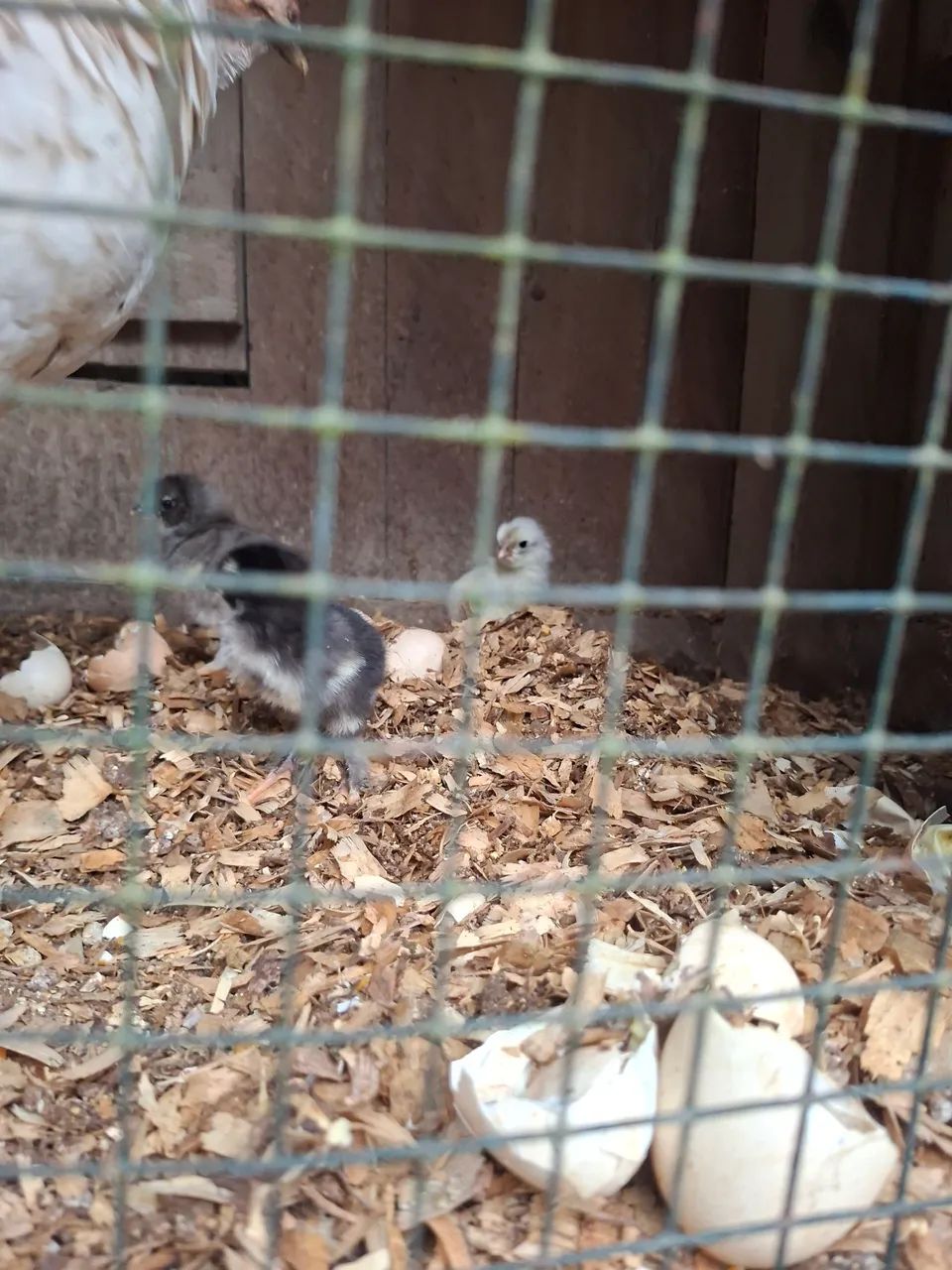 Pintinho de brahma e de ameraucana black  - Foto 2