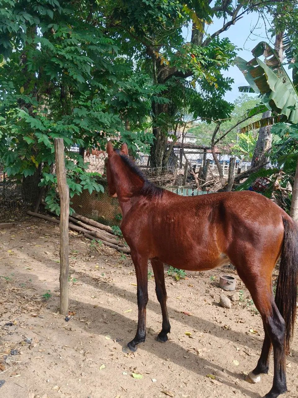 Cavalo ( potro) - Foto 6