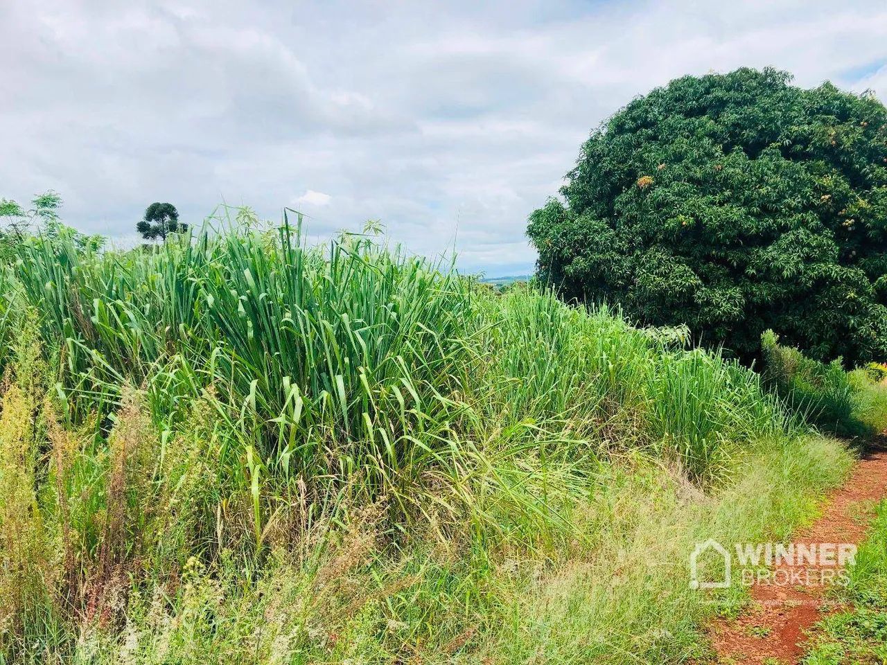 Excelente chácara com 5000 m2 a 2 km da cidade - Mandaguari - Foto 3