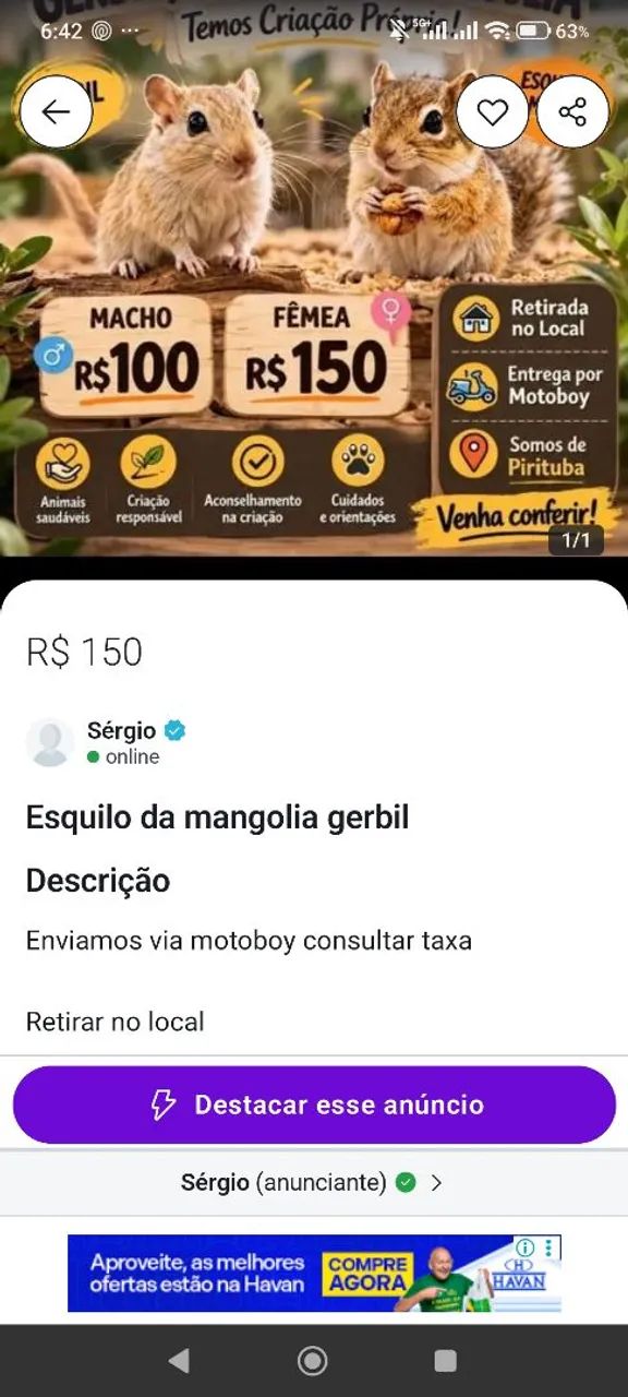 Esquilo da mangolia gerbil 