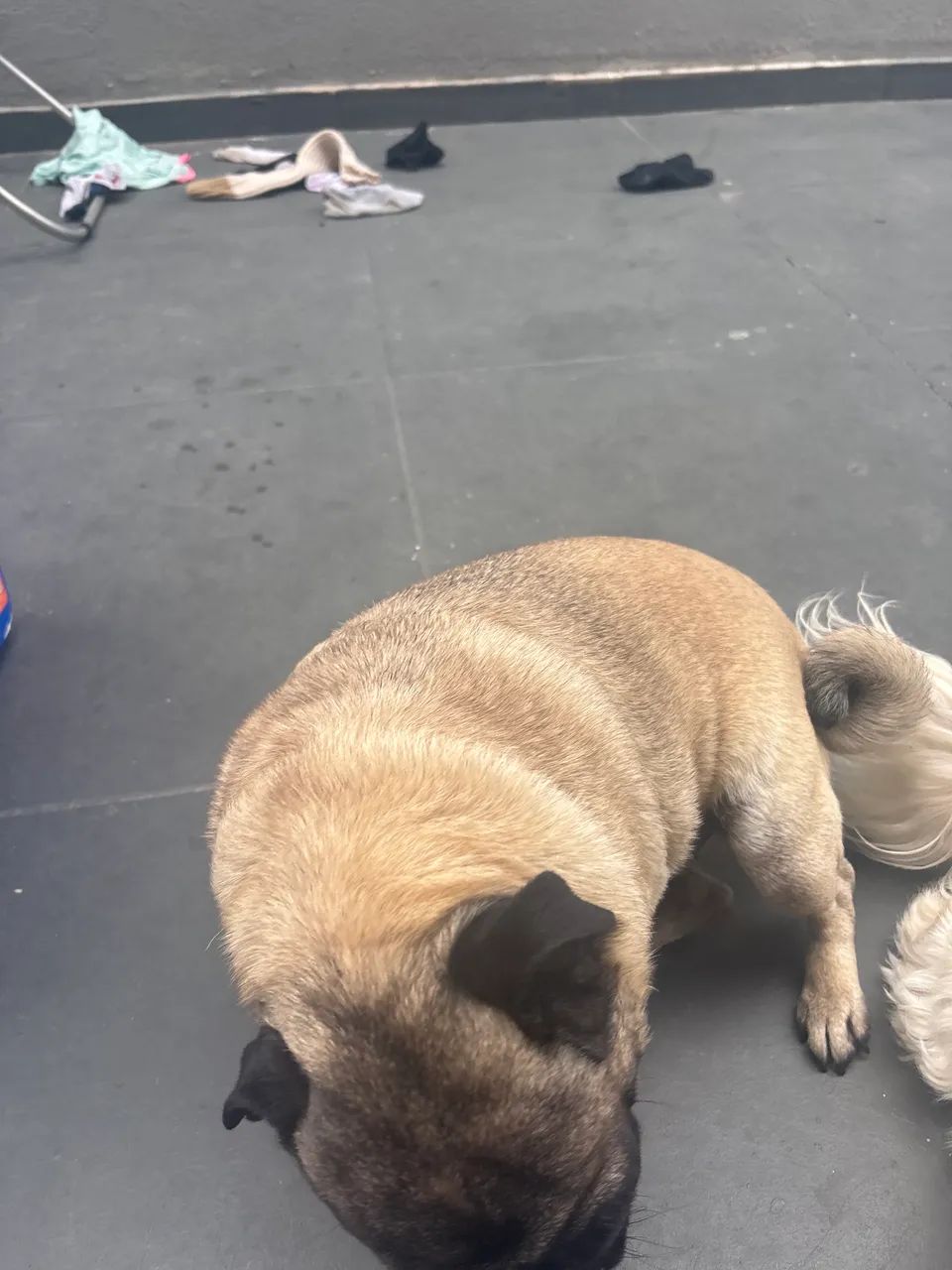 Cachorra pug