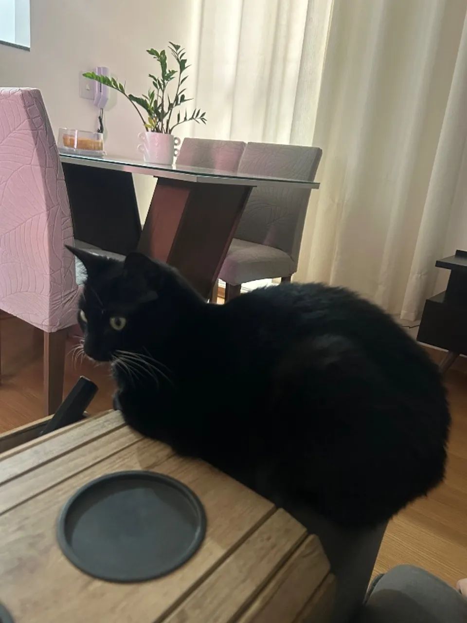 Animal  - Foto 3