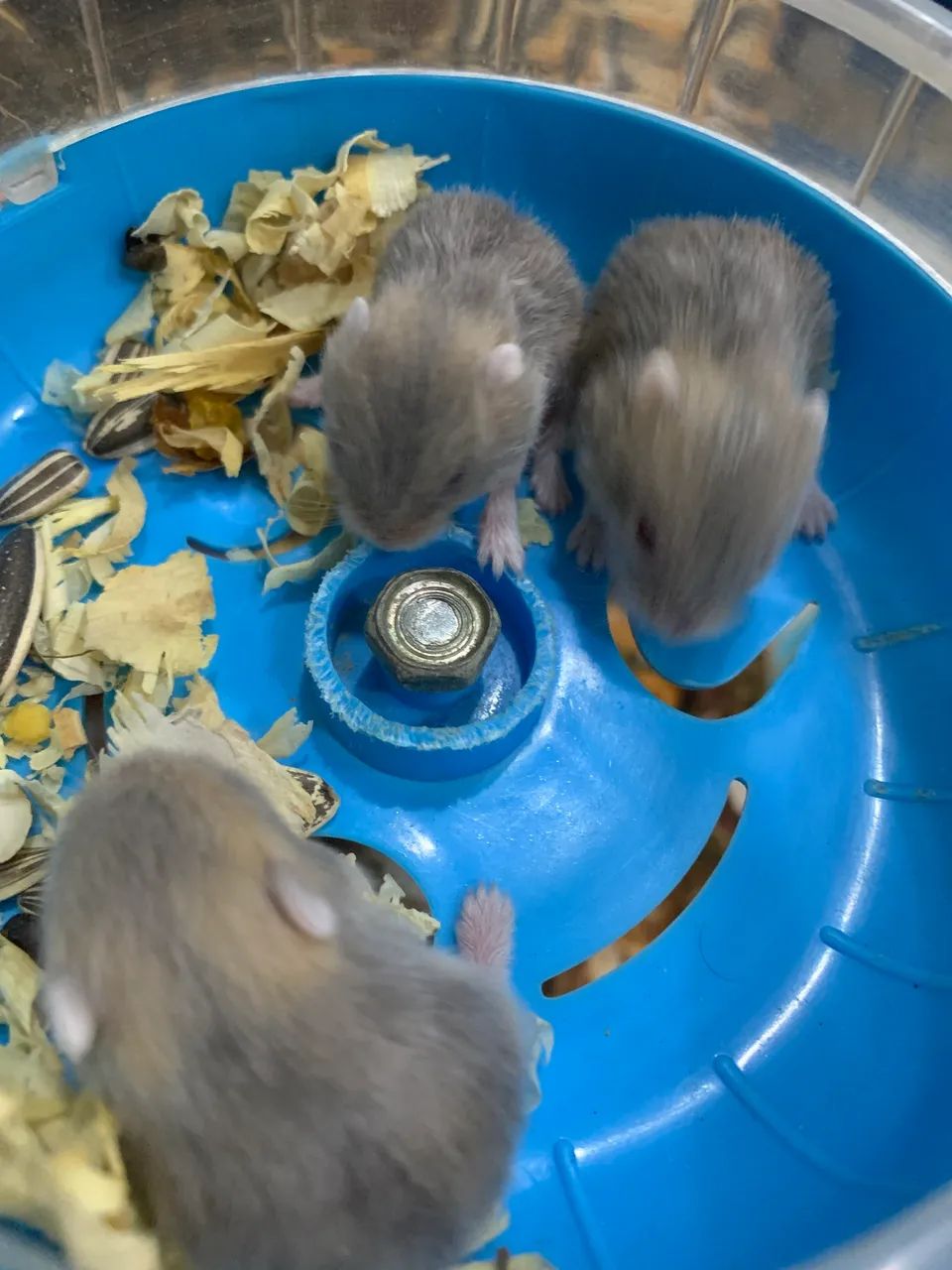 Vendo filhotes de hamster anão russo  - Foto 5