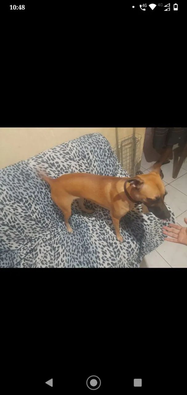 Cachorra pra doação  - Foto 2