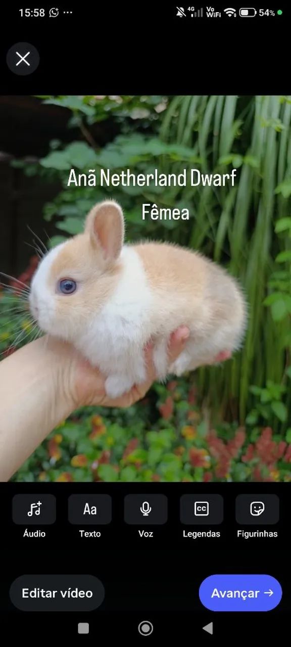 Mini Coelhos 