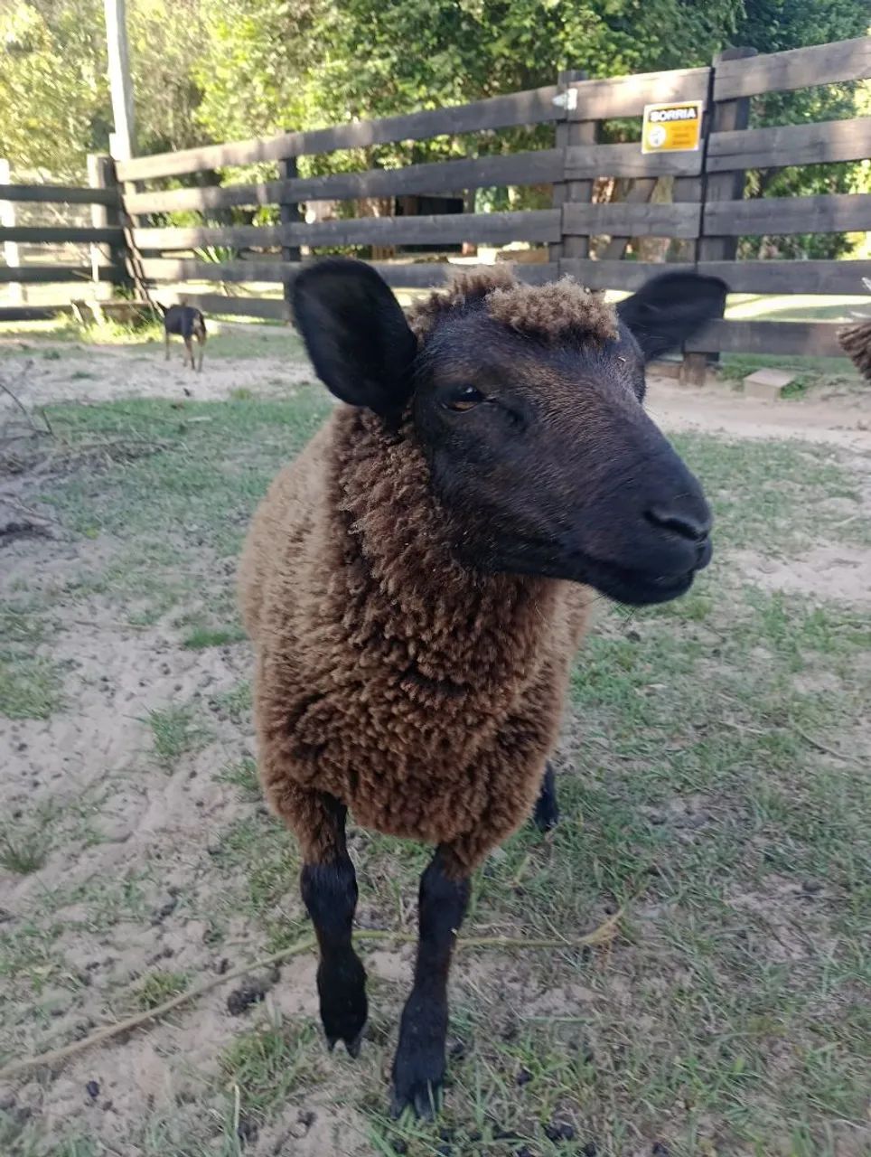 Vendo ovelhas  - Foto 3