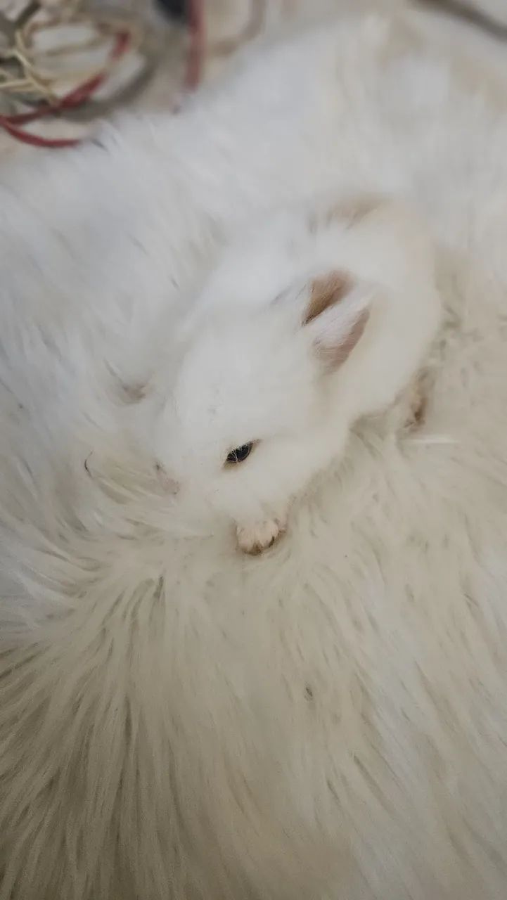 Mini coelho pra venda.. - Foto 4