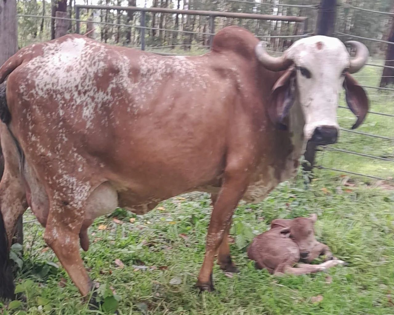 Nelore / gado / boi / bezerro - Foto 2