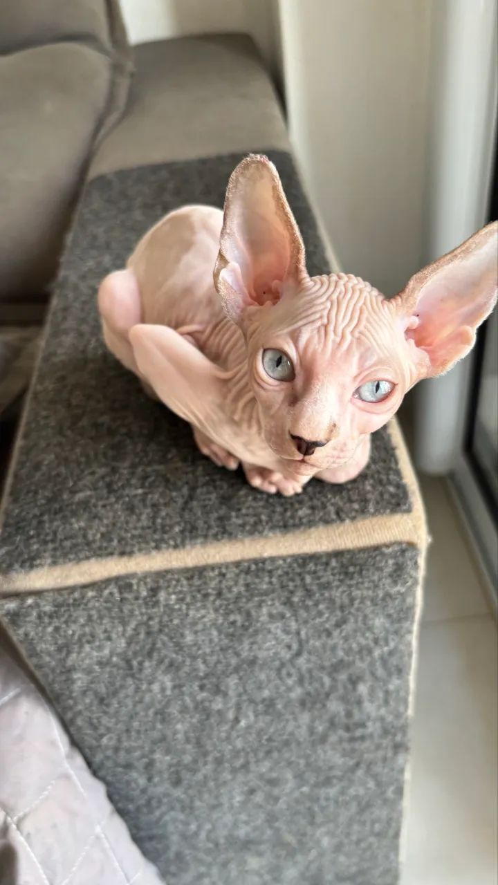 Filhote de Sphynx . - Foto 5