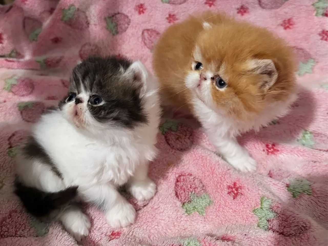 Gato persa  - Foto 5