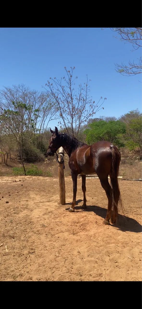 Potro REGISTRADO início de doma 