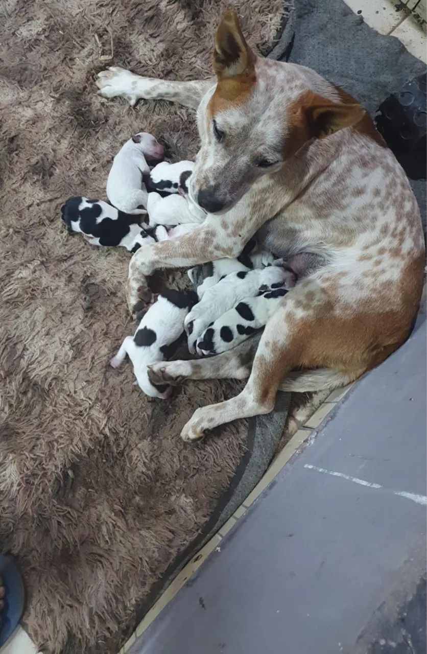 Filhotes de Blue Heeler e Red Heeler  - Foto 2