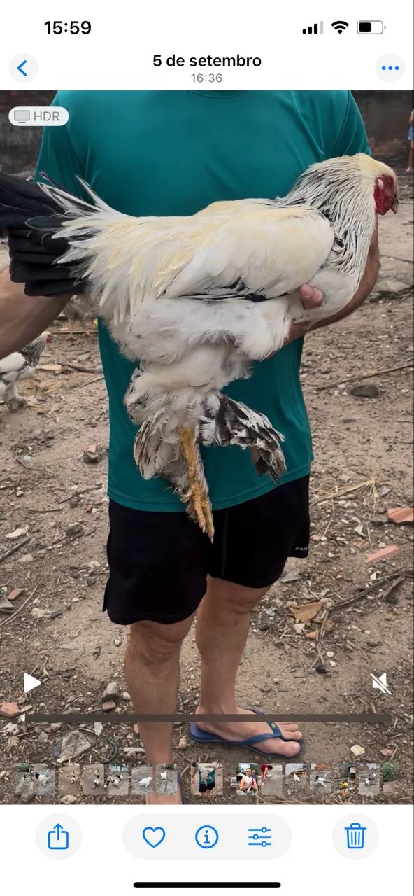 Galinha Brahma - Foto 3