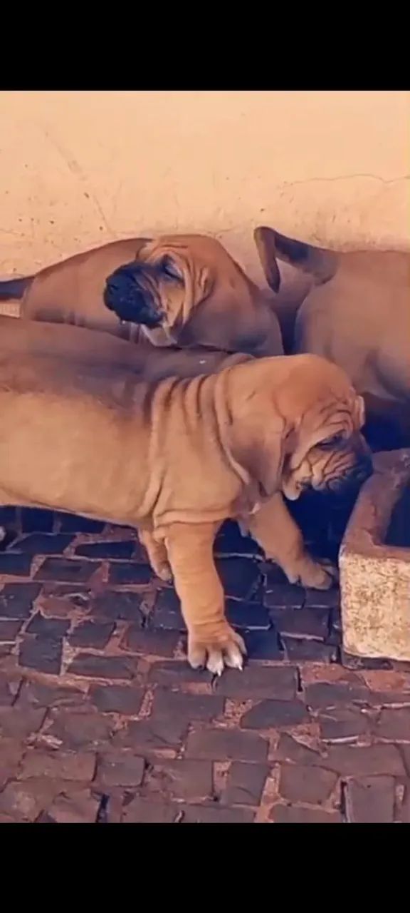 Fila Brasileiro  - Foto 2