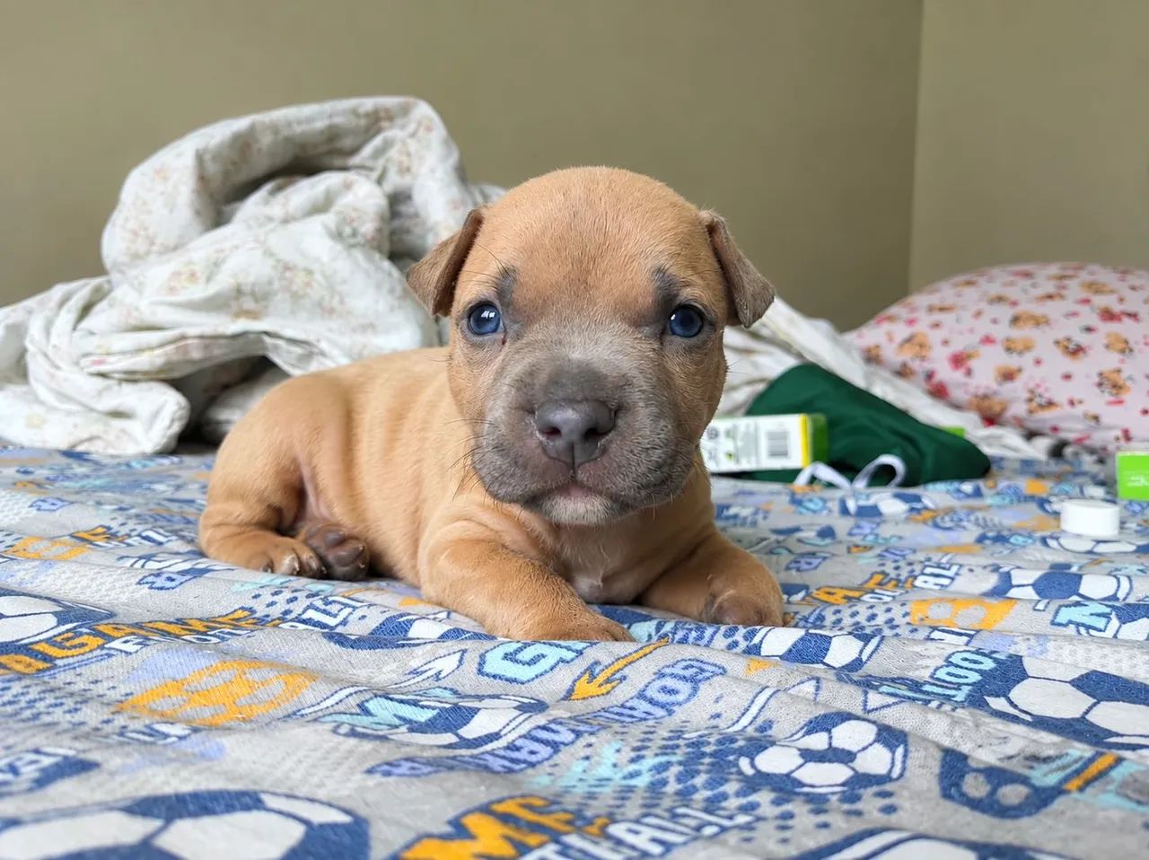 Vende-se Pitbull  - Foto 3