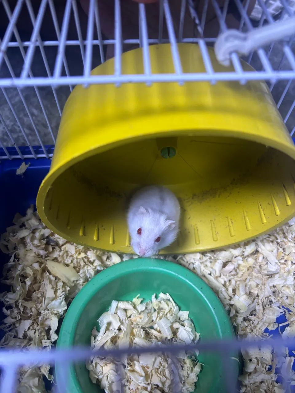 vende-se hamster  - Foto 3