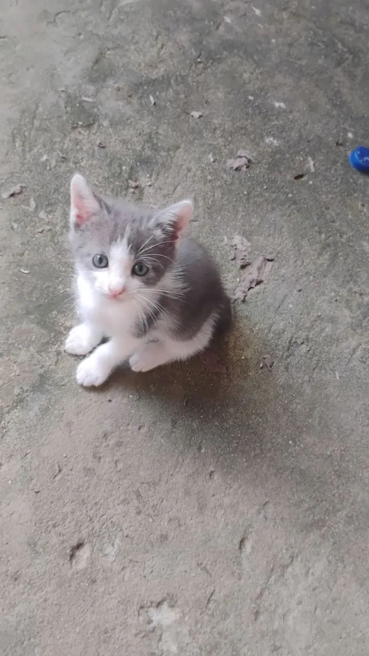 Gatos filhotes peludos para doação  - Foto 4