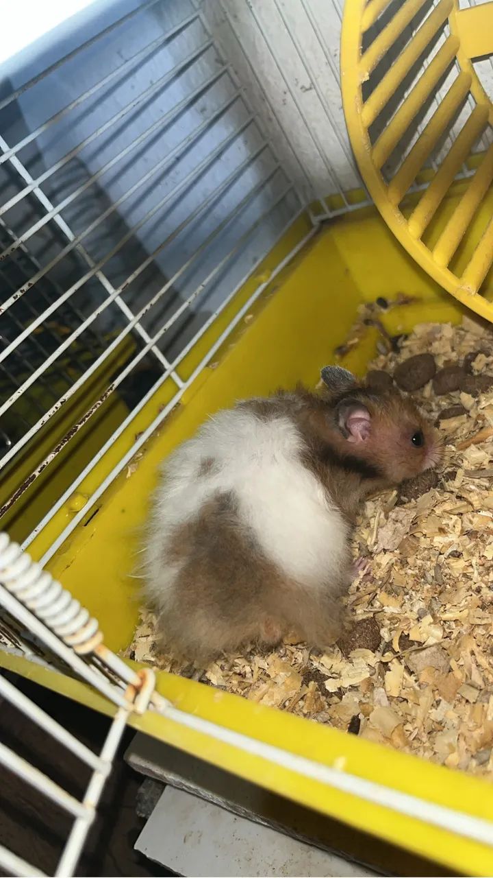 Hamister sírio  - Foto 4