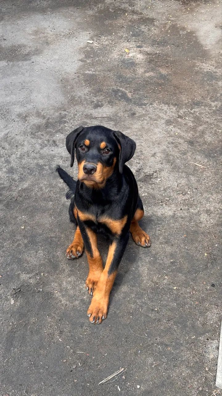 Filhote de rott 6 meses 600$ - Foto 4